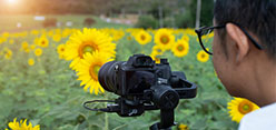 Woman photographic a sunflower with a Canon Camera