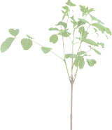 Young tree sappling with green leaves