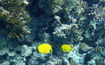 Coral reef habitat